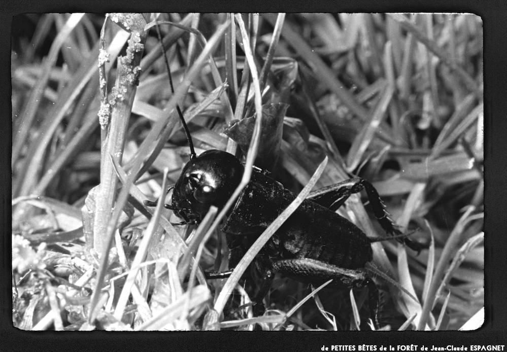 image: This is ‘
PETITES BÊTES de la FORÊT 7
’.