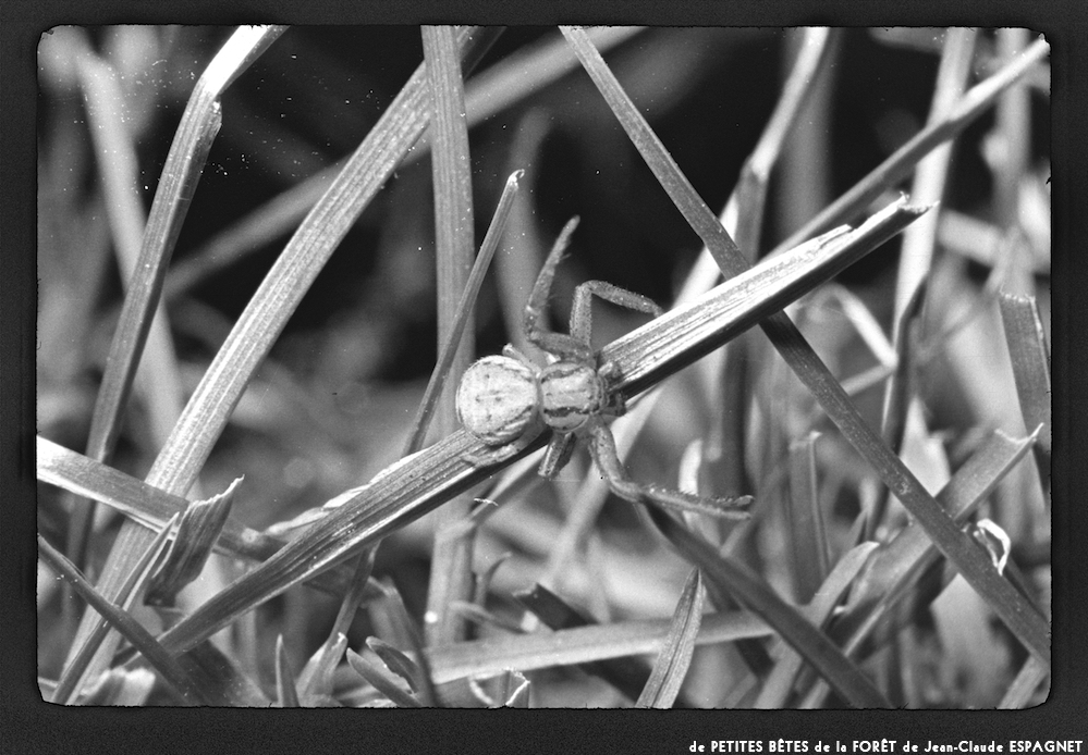 image: This is ‘
PETITES BÊTES de la FORÊT 8
’.