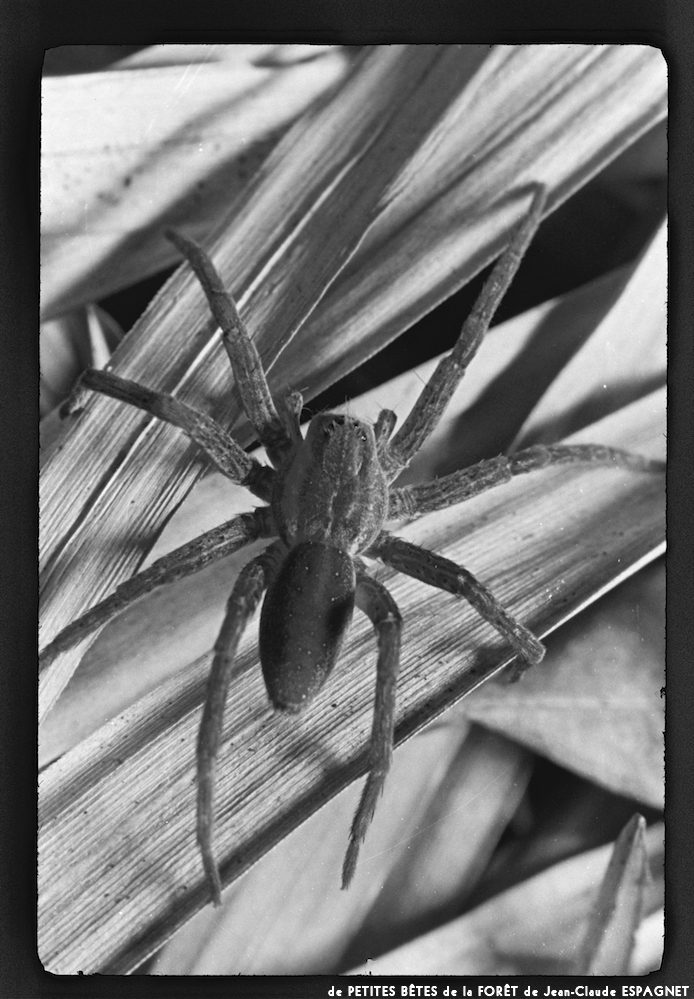 image: This is ‘
PETITES BÊTES de la FORÊT 9
’.