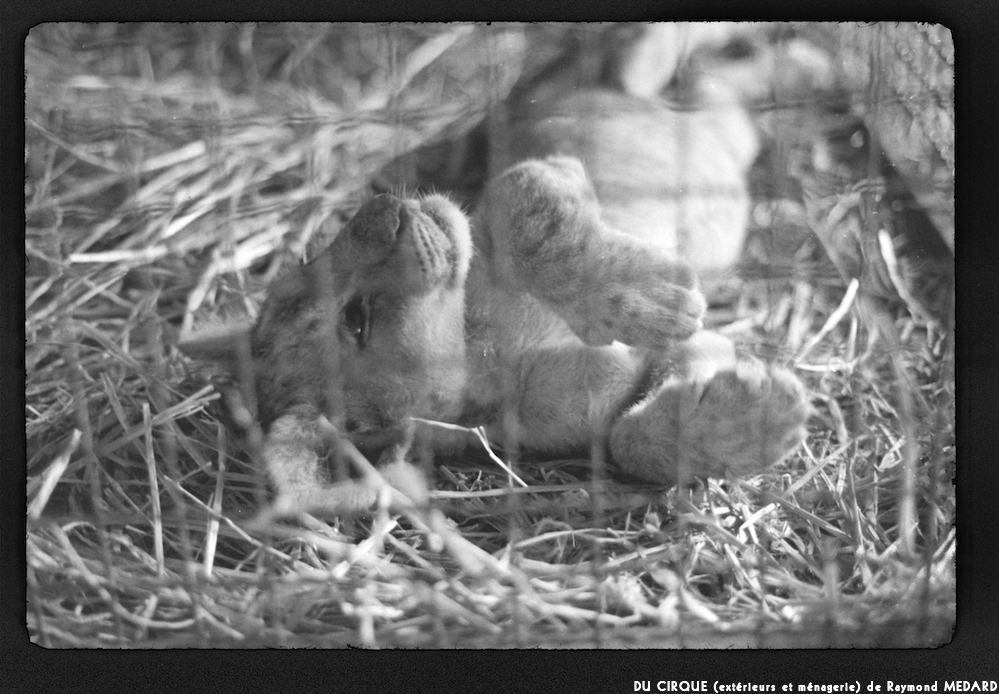 image: This is ‘
le cirque (extérieurs et ménagerie) 11
’.