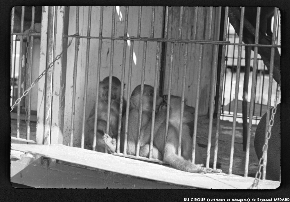 image: This is ‘
le cirque (extérieurs et ménagerie) 12
’.