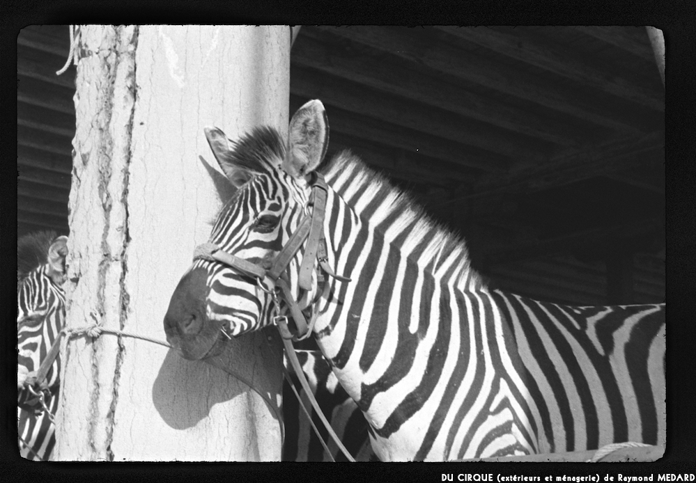 image: This is ‘
le cirque (extérieurs et ménagerie) 4
’.