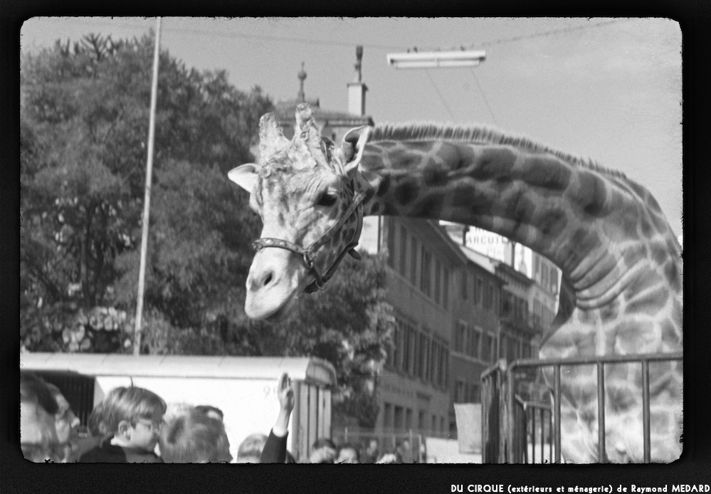 image: This is ‘
le cirque (extérieurs et ménagerie) 5
’.