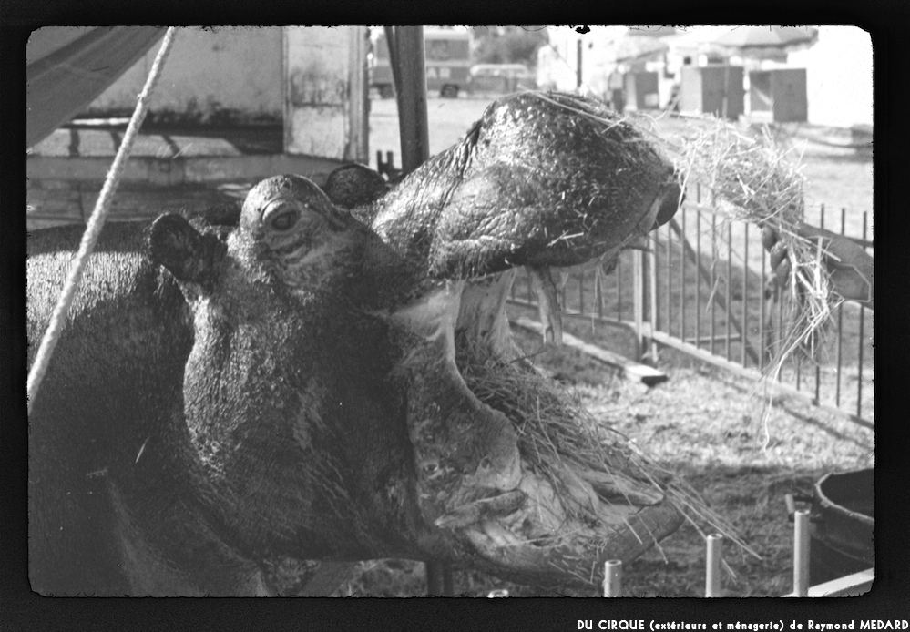 image: This is ‘
le cirque (extérieurs et ménagerie) 6
’.