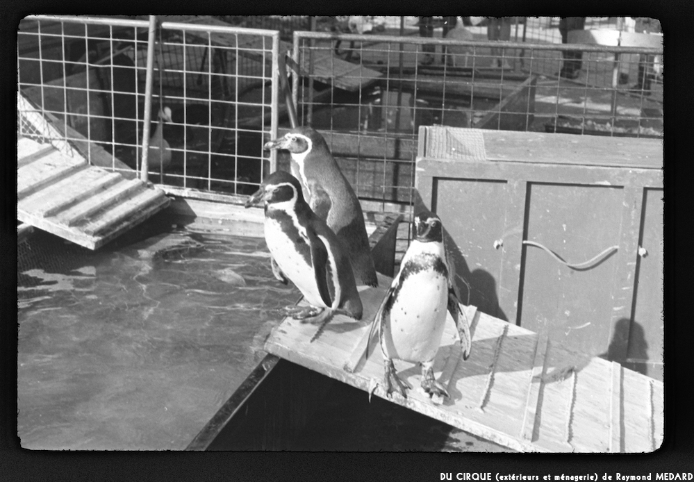 image: This is ‘
le cirque (extérieurs et ménagerie) 8
’.