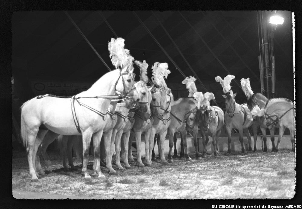 image: This is ‘
LE CIRQUE (le spectacle) 1
’.