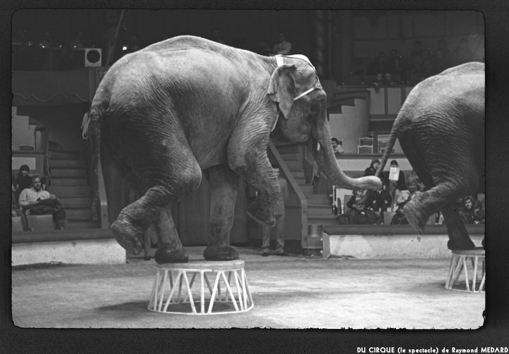 image: This is ‘
LE CIRQUE (le spectacle) 11
’.