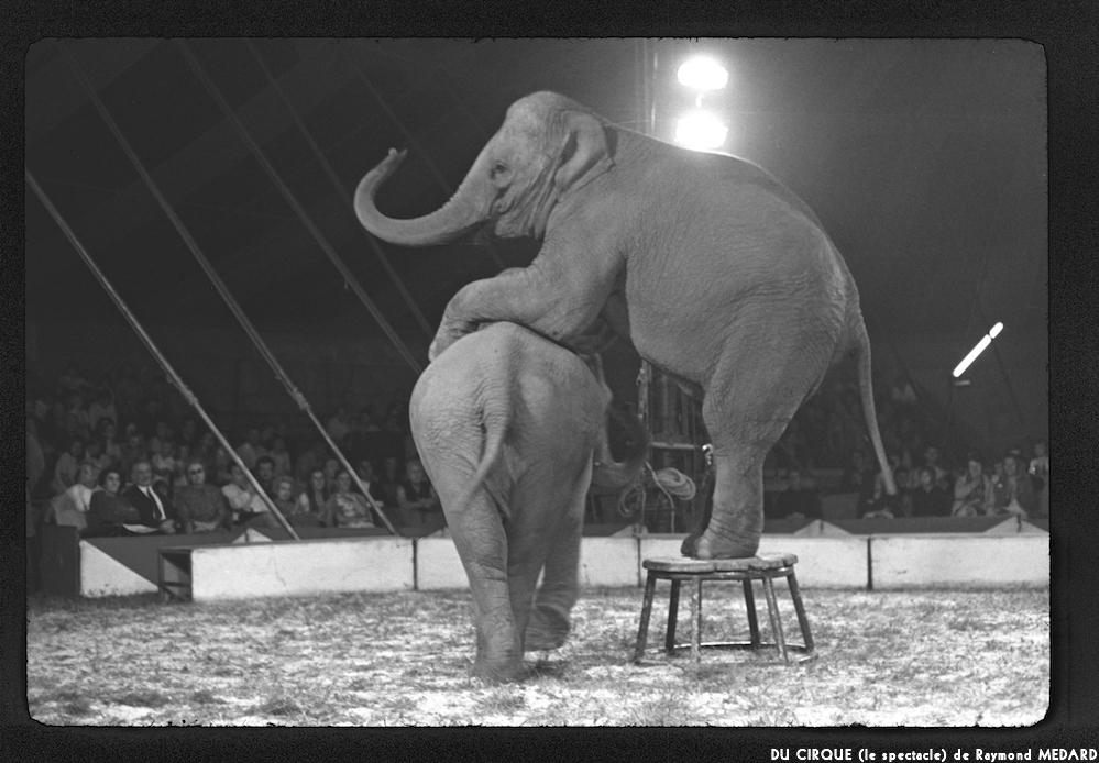 image: This is ‘
LE CIRQUE (le spectacle) 12
’.