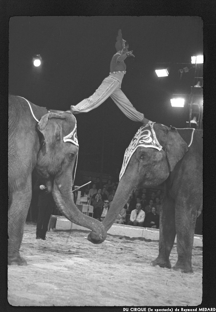 image: This is ‘
LE CIRQUE (le spectacle) 13
’.