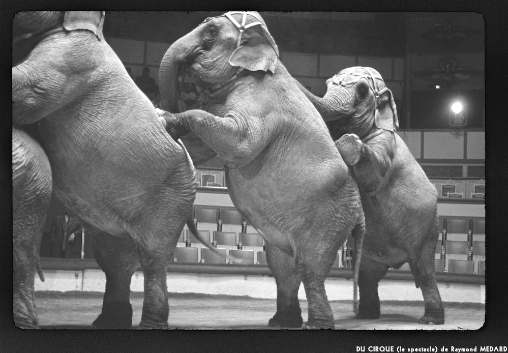image: This is ‘
LE CIRQUE (le spectacle) 14
’.