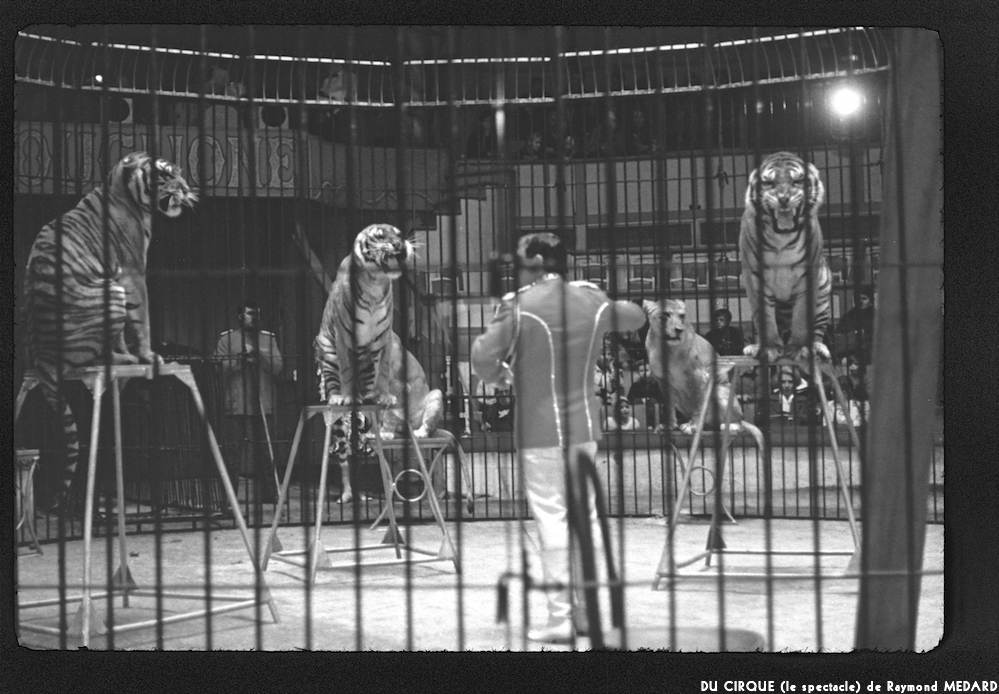 image: This is ‘
LE CIRQUE (le spectacle) 25
’.