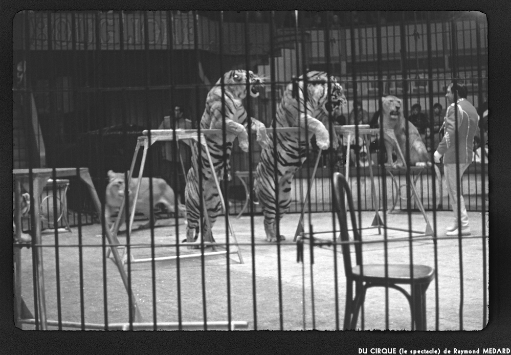 image: This is ‘
LE CIRQUE (le spectacle) 26
’.