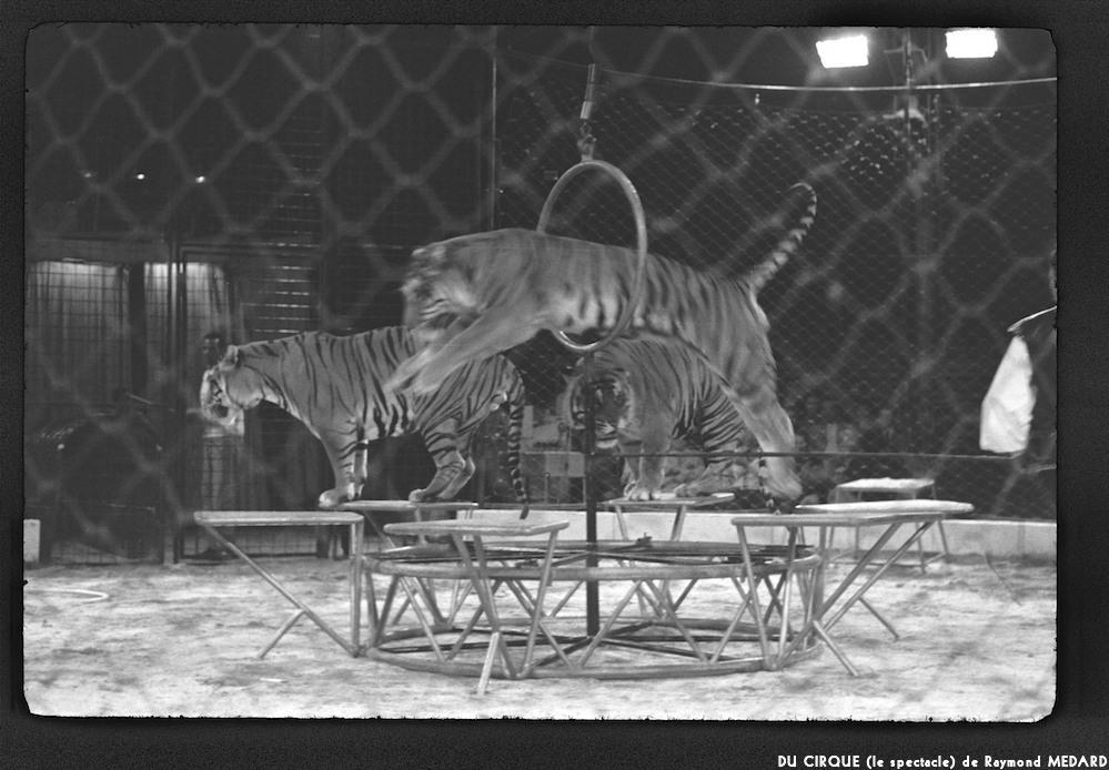 image: This is ‘
LE CIRQUE (le spectacle) 28
’.