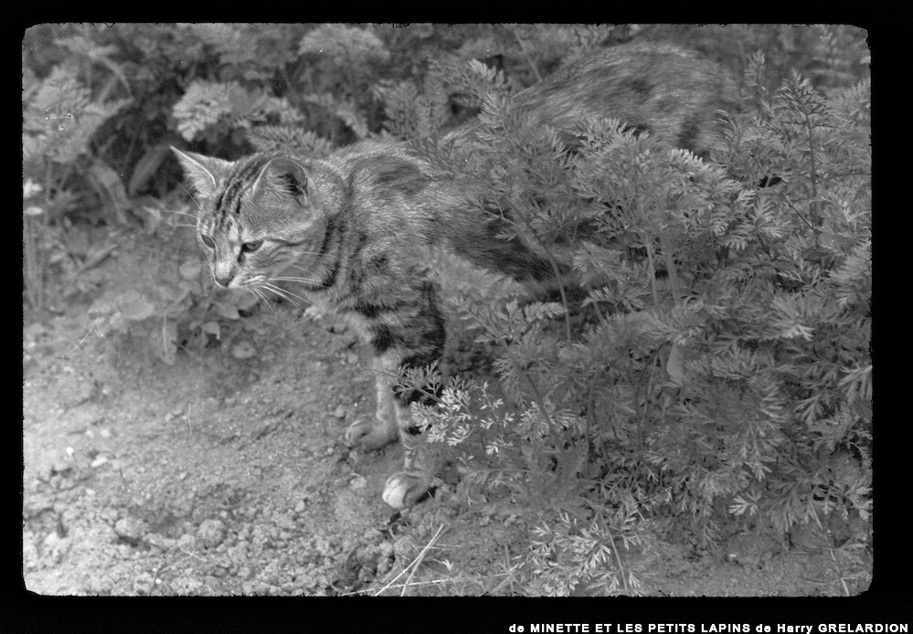 image: This is ‘
MINETTE ET LES PETITS PALINS 1
’.