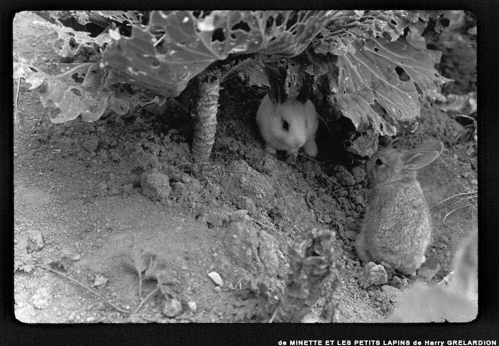 image: This is ‘
MINETTE ET LES PETITS PALINS 11
’.