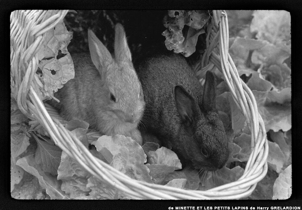 image: This is ‘
MINETTE ET LES PETITS PALINS 12
’.