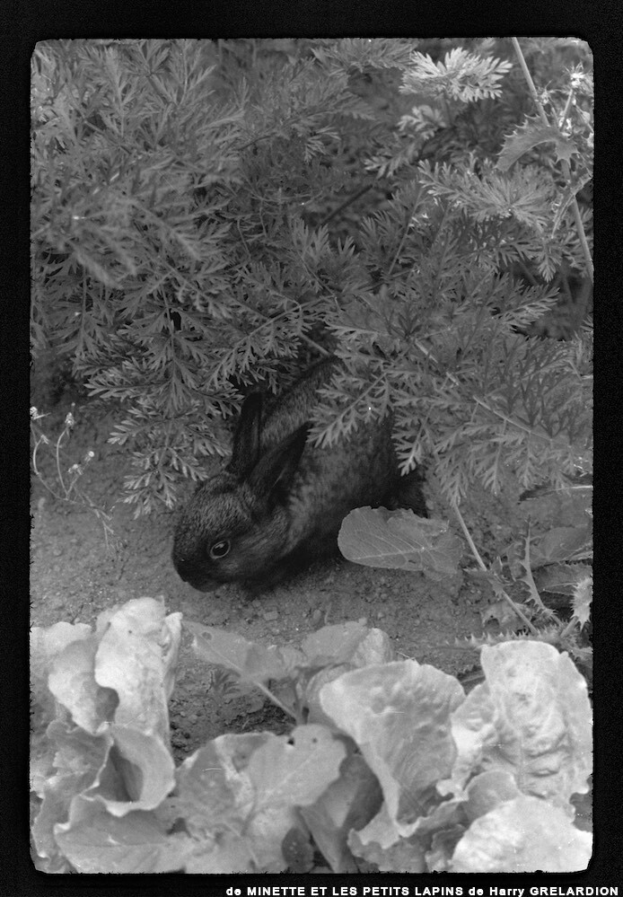 image: This is ‘
MINETTE ET LES PETITS PALINS 13
’.