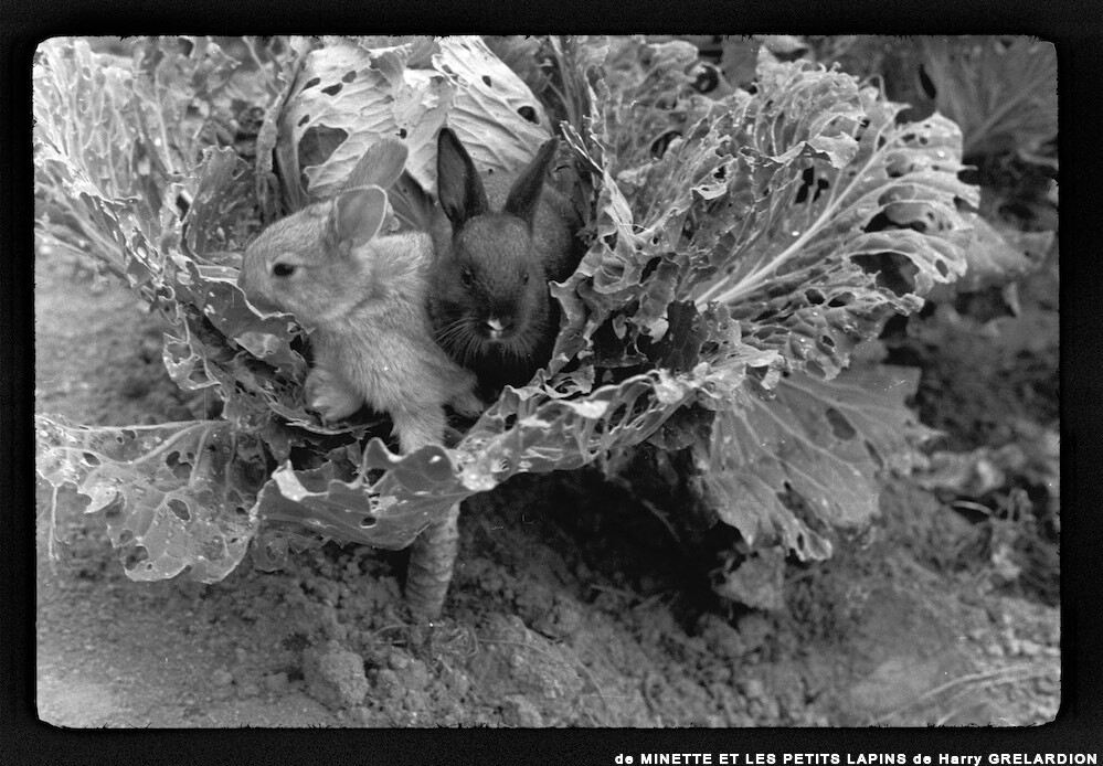 image: This is ‘
MINETTE ET LES PETITS PALINS 14
’.