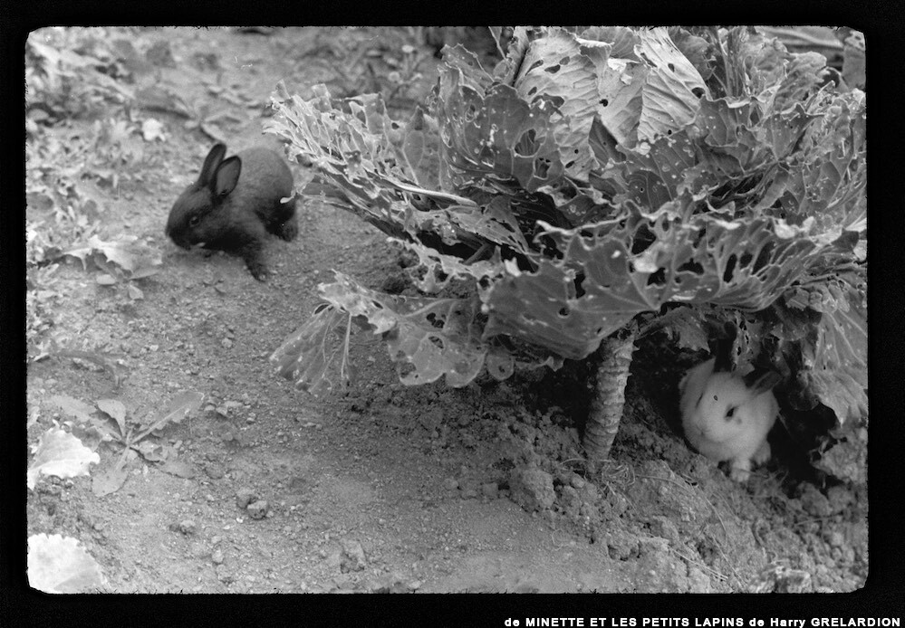 image: This is ‘
MINETTE ET LES PETITS PALINS 15
’.