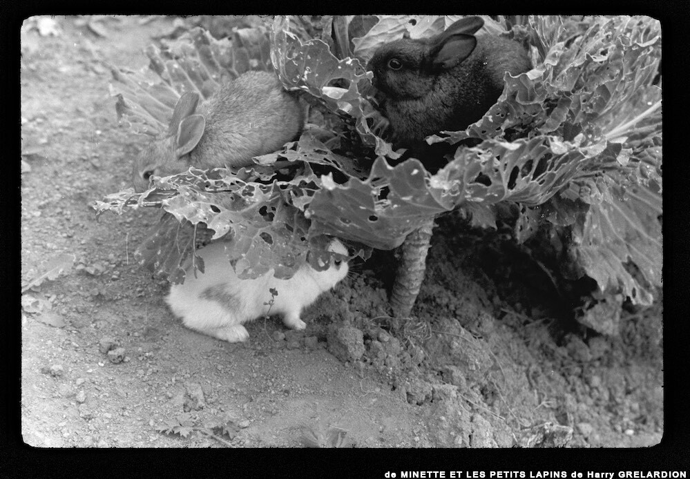 image: This is ‘
MINETTE ET LES PETITS PALINS 16
’.