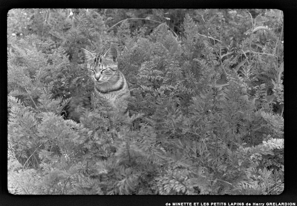 image: This is ‘
MINETTE ET LES PETITS PALINS 17
’.