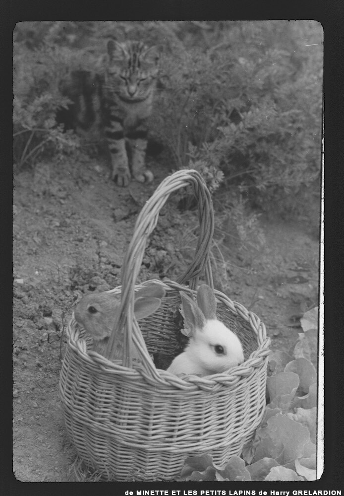 image: This is ‘
MINETTE ET LES PETITS PALINS 3
’.