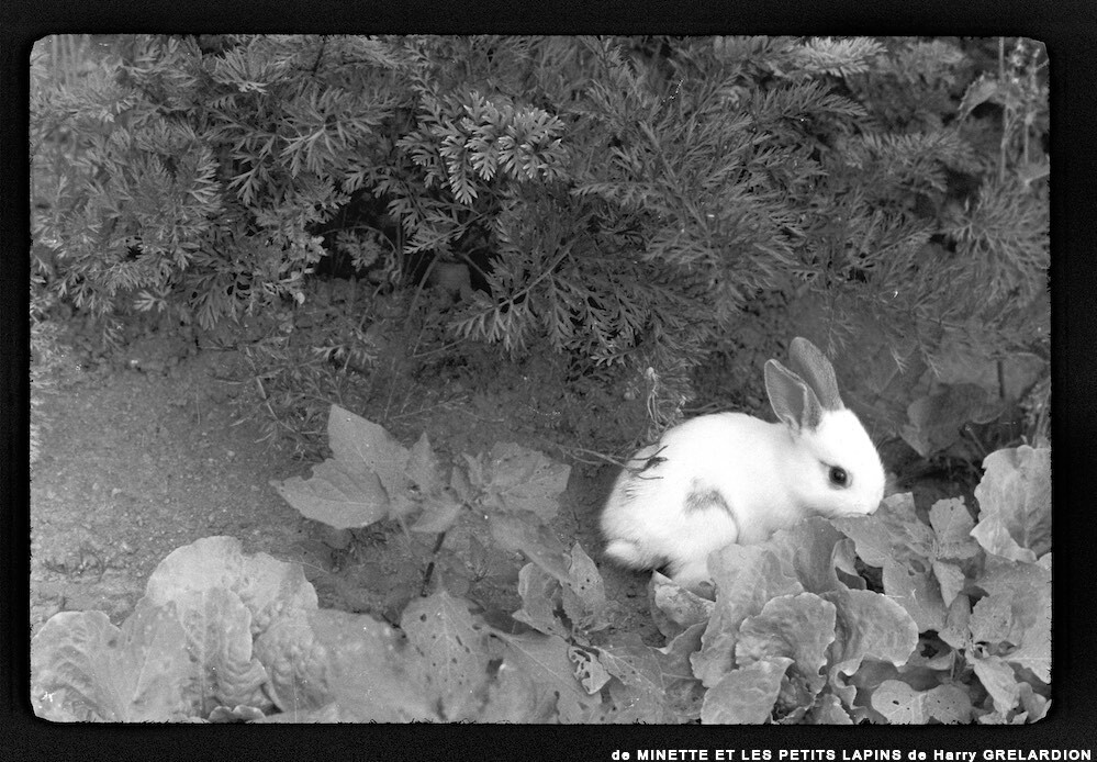 image: This is ‘
MINETTE ET LES PETITS PALINS 5
’.