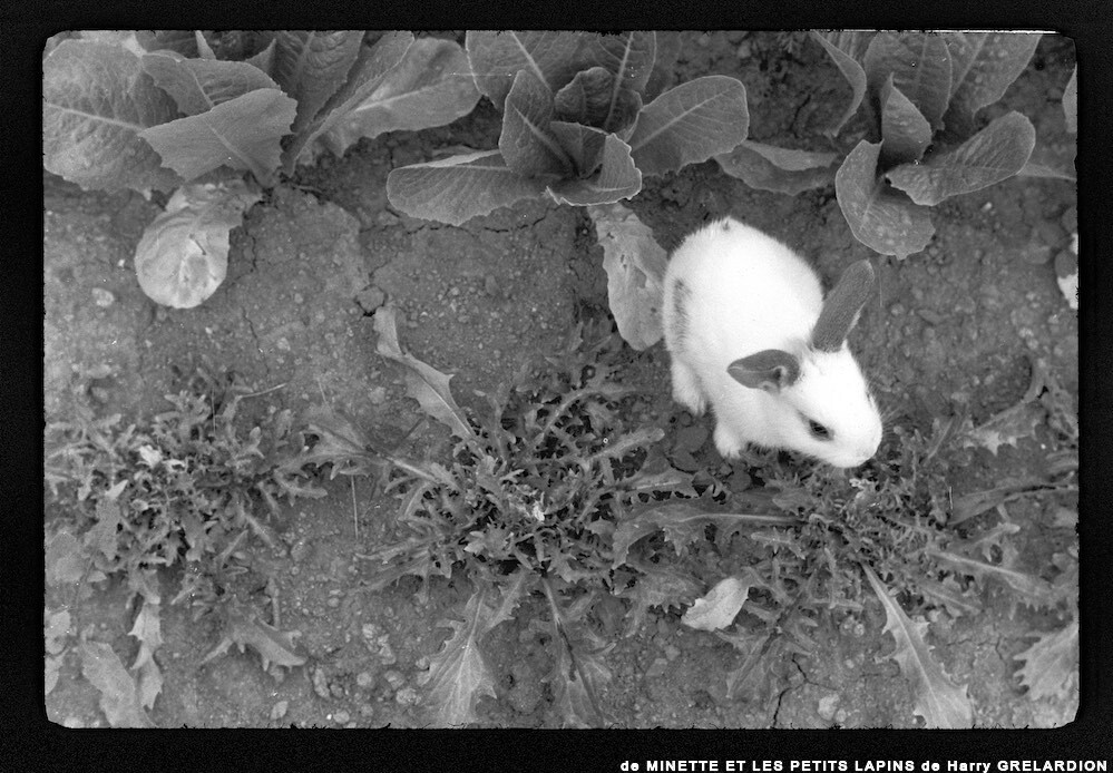 image: This is ‘
MINETTE ET LES PETITS PALINS 6
’.