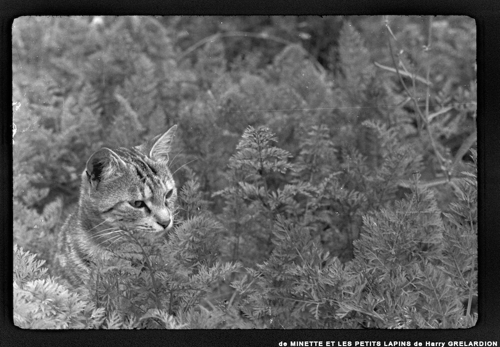 image: This is ‘
MINETTE ET LES PETITS PALINS 7
’.
