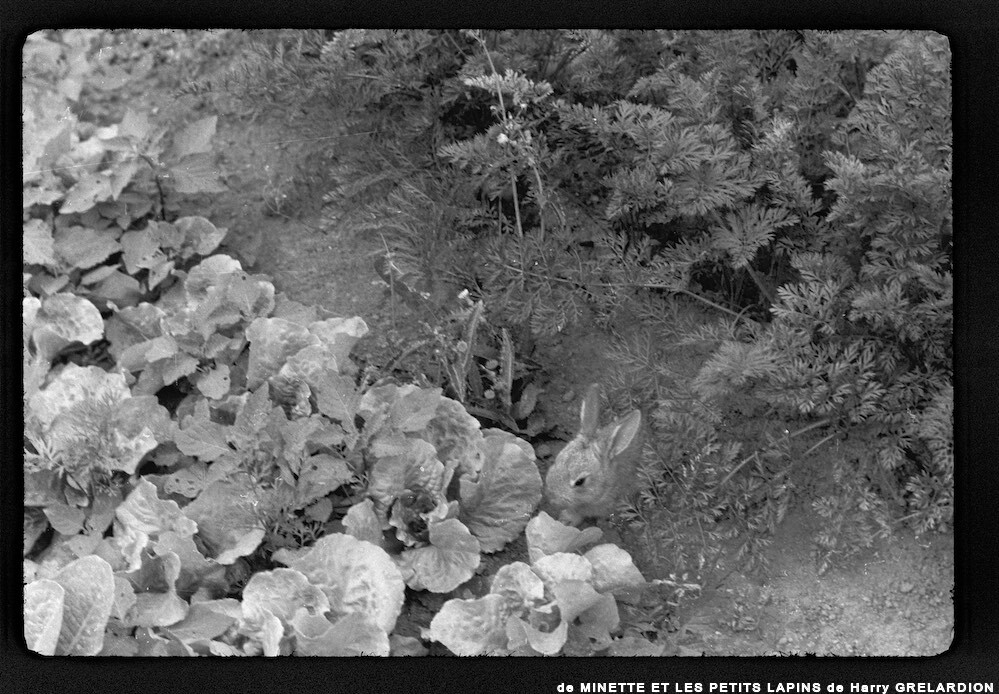 image: This is ‘
MINETTE ET LES PETITS PALINS 9
’.