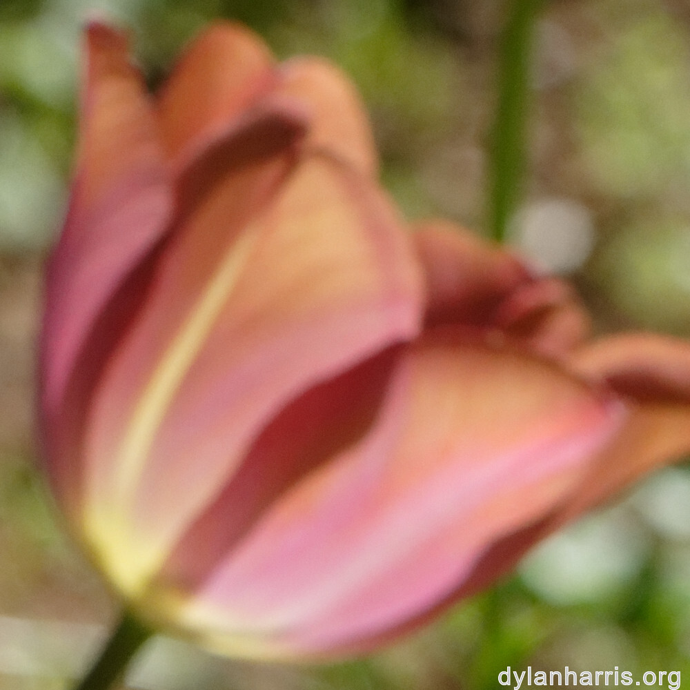 image: This is ‘
wood (xlvii) 5
’.