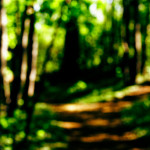 image: Image from the photoset ‘
wood (xlvii)
’.