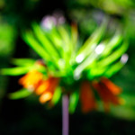 image: Image from the photoset ‘
wood (xlvii)
’.