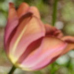 image: Image from the photoset ‘
wood (xlvii)
’.