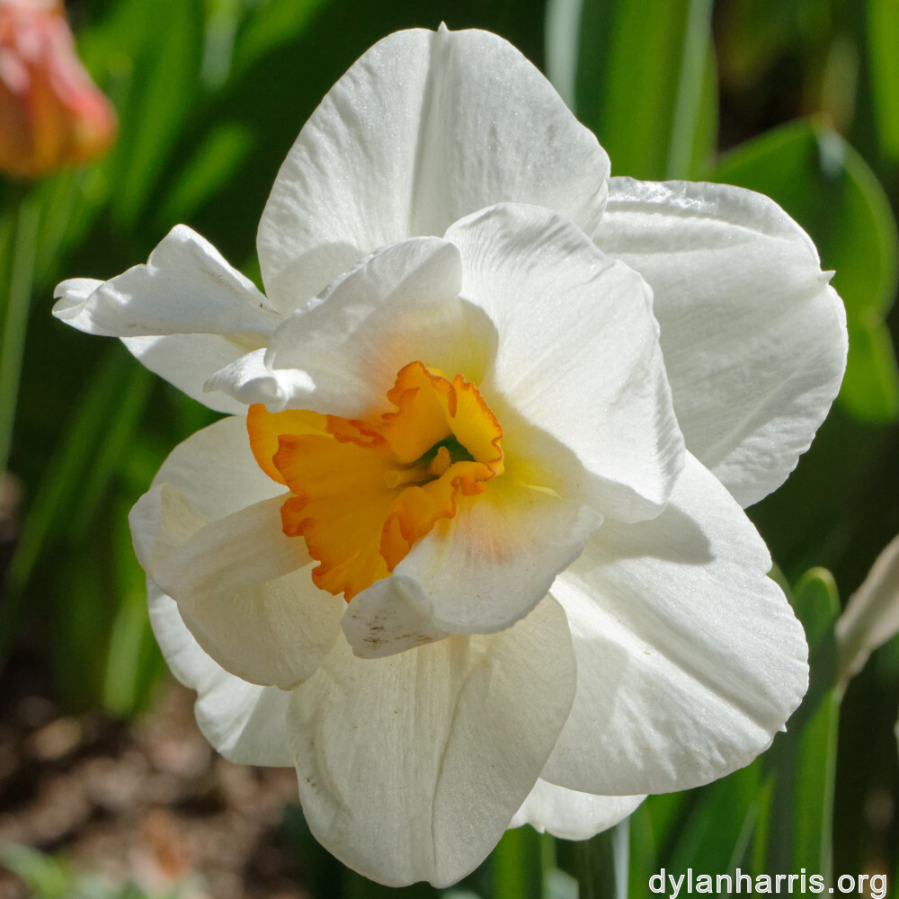 image: This is ‘
escher blummen (cil) 2
’.