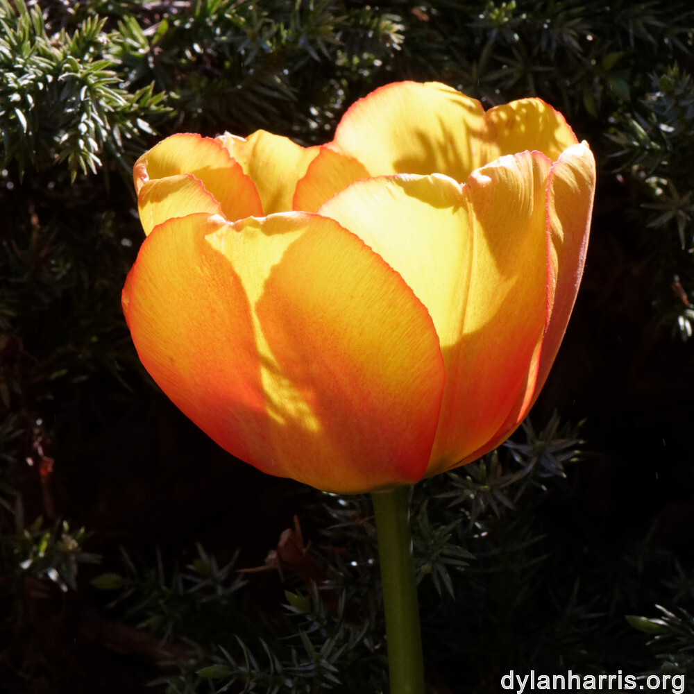 image: This is ‘
escher blummen (cil) 3
’.