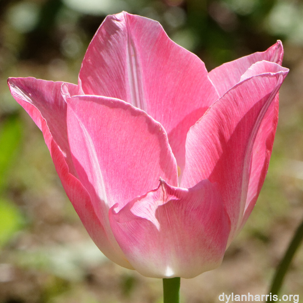 image: This is ‘
escher blummen (cil) 4
’.