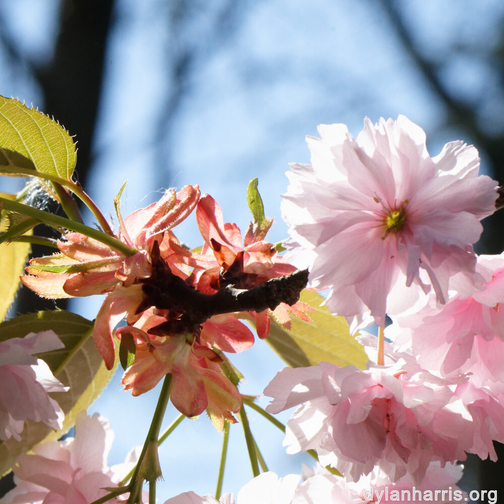 image: This is ‘
escher blummen (cil) 6
’.