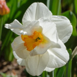 image: Image from the photoset ‘
escher blummen (cil)
’.