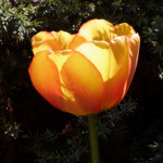 image: Image from the photoset ‘
escher blummen (cil)
’.