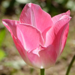 image: Image from the photoset ‘
escher blummen (cil)
’.