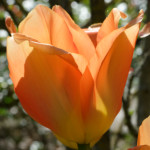 image: Image from the photoset ‘
escher blummen (cil)
’.