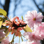 image: Image from the photoset ‘
escher blummen (cil)
’.