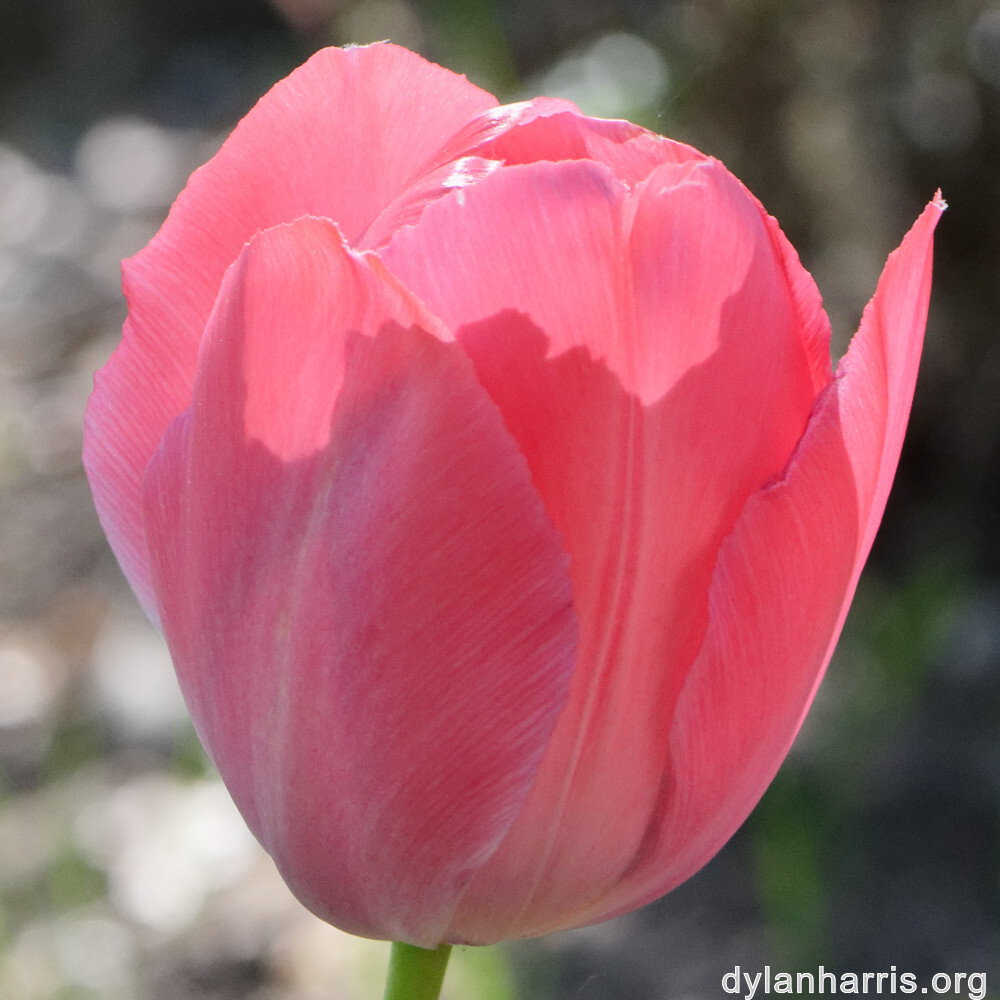 image: This is ‘
escher blummen (cl) 1
’.