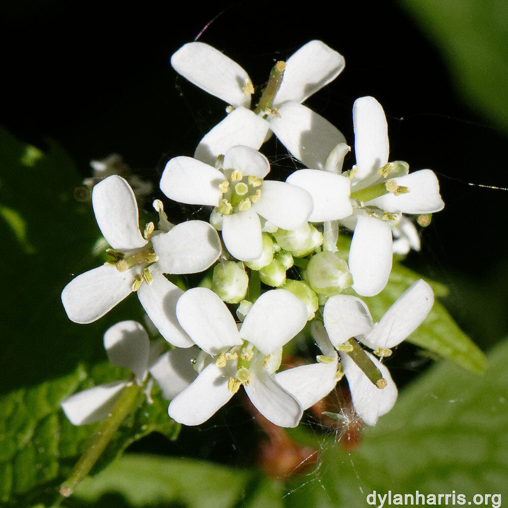 image: This is ‘
escher blummen (cl) 2
’.