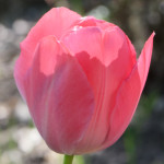 image: Image from the photoset ‘
escher blummen (cl)
’.