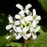 image: Image from the photoset ‘
escher blummen (cl)
’.