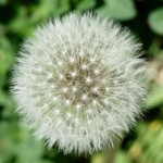 image: Image from the photoset ‘
escher blummen (cl)
’.