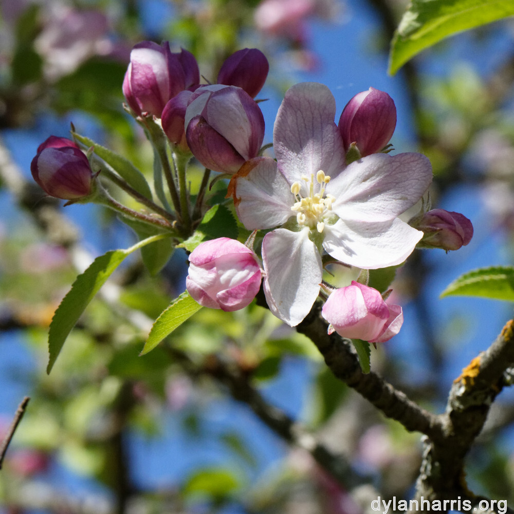 image: This is ‘
schëfflenger bierg (ii) 5
’.