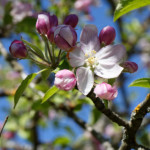 image: Image from the photoset ‘
schëfflenger bierg (ii)
’.